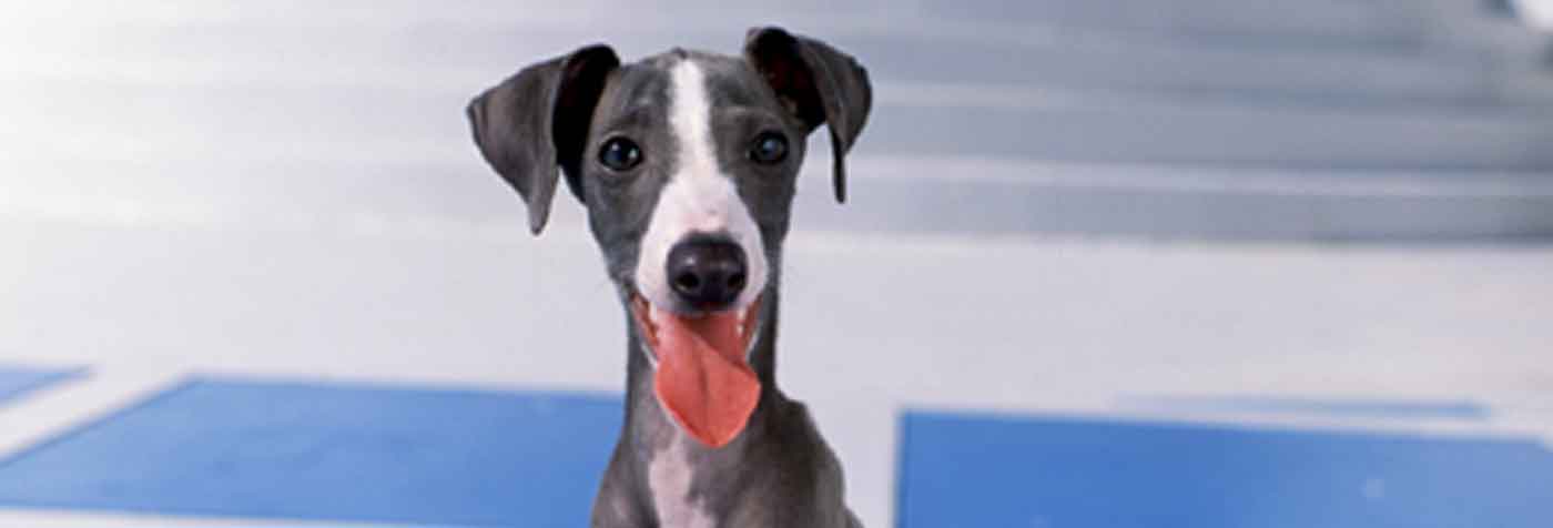 イタリアングレーハウンド 子犬3